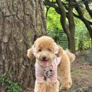 연우스포츠S | 이름표가 필요 없는 순면 강아지 목줄, 소형견 사용 후기