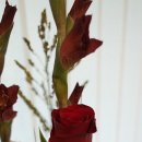 화훼장식기능사 이미지