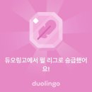 링고영어