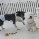 몽샤르망 애견유치원 이미지