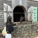 청산목장 | [제주] 아기와 가기 좋은 서귀포 &#34;목장카페 밭디&#34; 내돈내산 개추천후기 #승마 #이색자전거 #카페...