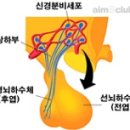 시상과 시상하부 이미지