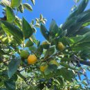 현화농장 이미지