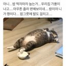 배부른 고양이