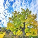 천과나무 이미지