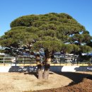 소나무리조트 이미지