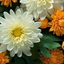 금수청과 이미지