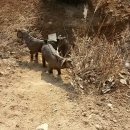 삼남매 염소농장 이미지