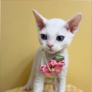 부산고양이분양 그린캣 | 부산고양이분양의 새로운 기준, 퍼스트캣 부산점 방문 후기