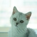 도로시펫고양이