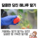 예쁜금송꽃 이미지