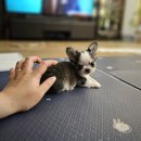 ch po love 이미지