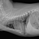 정다운종합동물병원 이미지