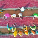 구지농장 이미지