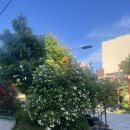 복현5공원 | 대구 장미 명소 복현 장미공원 다녀온 후기 (실시간 개화 상황)