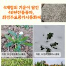 최경주홍화팜