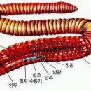 뇌혈전 및 뇌출혈 완전 예방하는 지렁이 이미지