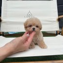 달링하이 강아지분양 밀양점 이미지