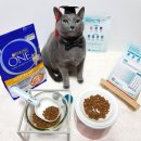 그루밍독 연구소 | 3주간 눈에 띄는 건강한 변화!퓨리나 원캣 7세 이상 노령묘 사료 급여 후기