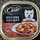 (협찬) 시저 캔 필렛 인 그레이비 습식사료 체험후기