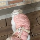 리리퍼 이미지