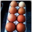 심다누팜 이미지