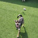 뽀송하개 재워줄개 이미지