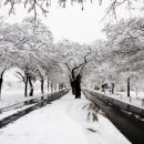 백양사진입로 이미지