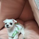 애견 미용실(도그하우스) 이미지