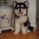 우리퍼피 이미지