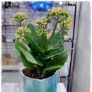 삼성동-22 이미지