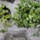 풀냄새꽃향기 이미지