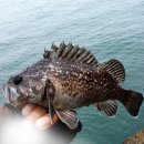 707 | 여행,짬낚,캠낚까지 모두 커버! 안 조프 접이식루어대MS707ML 후기!