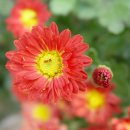 상촌면사무소 이미지