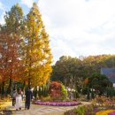 까치울역(7호선)(시비설치) | 서울에서 단 30분, 입장료 1,000원으로 즐기는 부천 무릉도원수목원 가을 여행의 매력