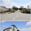 무심천 청남교 옆 하천둔치 | 행복 충전소, 무심천의 봄