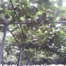 일진농장 이미지