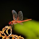 고추잠자리 이미지