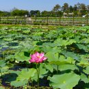 연꽃테마파크 이미지