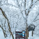 용평 발왕산케이블카 겨울여행(모나파크/발왕산/천년주목숲길) 240206