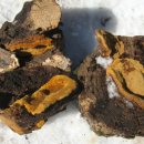 자연산 상황버섯의 종류 이미지