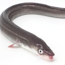 장어랑아나고 이미지