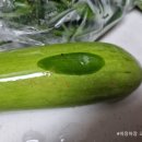 원화제 이미지