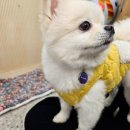 안녕 똑독아(안서점) | 천안 안녕똑독아 안서점 소형견 유치원 슈슈의 일상 후기