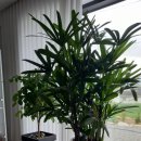 담양여자 화순남자 이미지