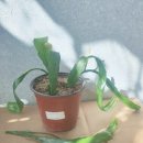 담담꽃식물원