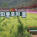 2025 회룡포 봄꽃축제 이미지