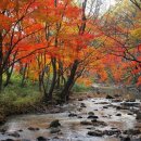 제285차 여행 단풍으로 물든 남도 山寺순례와 주작산 秋夜夢 이미지