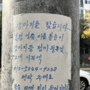 도봉구 일대에서 할머니가 시츄 강아지 찾고계심 이미지