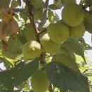 와라농장 이미지